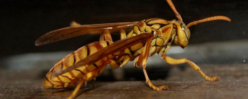 胡蜂的种类，胡蜂是马蜂吗 胡蜂,马蜂,土蜂有什么区别
