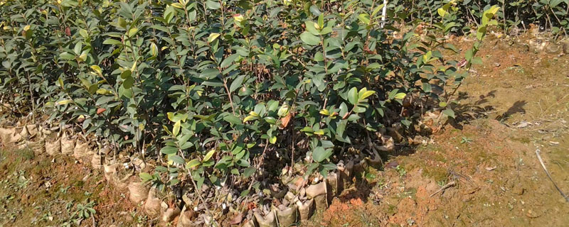 油茶苗移栽要点 油茶苗怎样栽培