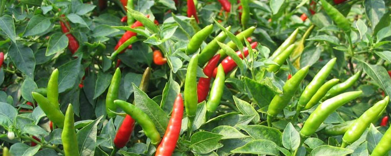海椒种植时间和方法(海椒种植的时间和方法?)
