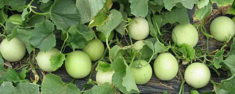 露地甜瓜亩产量 露地甜瓜亩产量多少斤