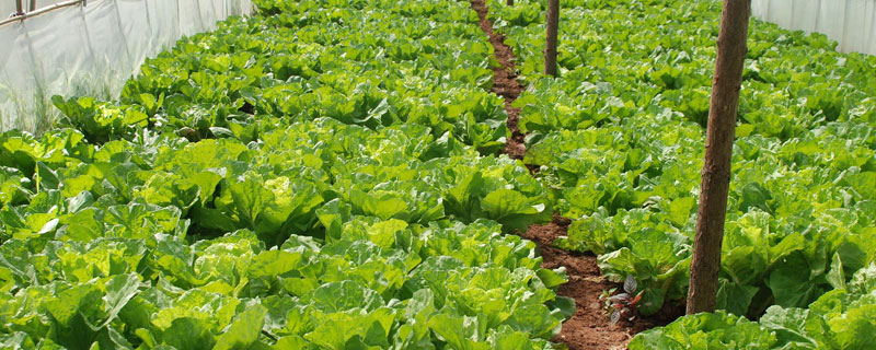 生菜种植时间，四季都可以种 生菜一年四季都可以种吗