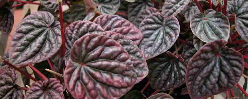 红天使椒草的养殖方法 水椒草的养殖方法