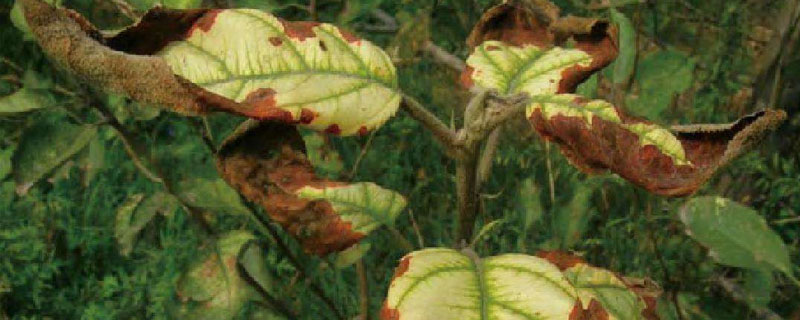 果树黄叶怎么处理（果树黄叶怎么办）