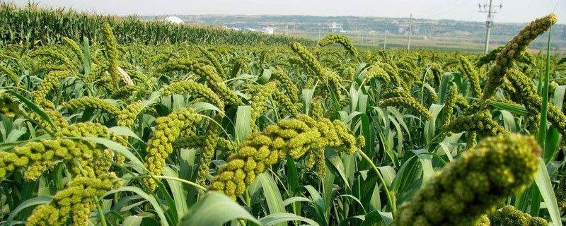 谷子种植时间，春谷4月夏谷6月（春季谷子什么时候种好）