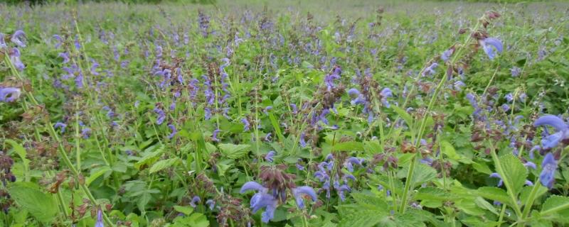 丹参种植方法及时间（丹参种植时间是几月份）