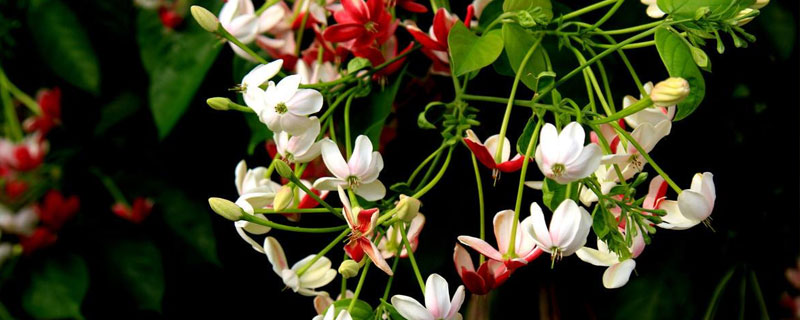 水君子花的养殖方法 水君子怎样才能开花