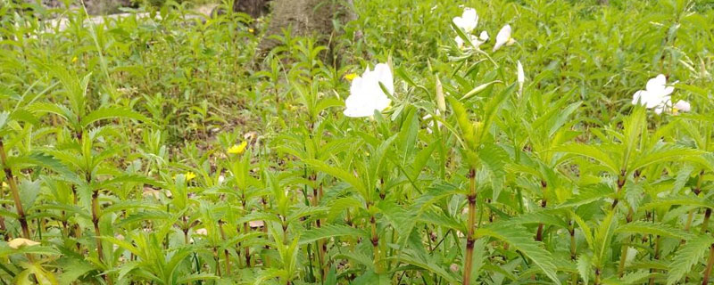 地笋的种植全过程 地笋生长在哪里