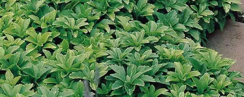 富贵草的养殖方法及养护知识（花草富贵叶怎么养）