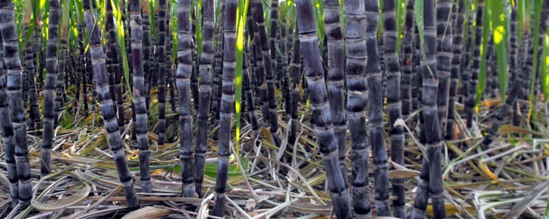 甘蔗如何育苗 甘蔗如何育苗?