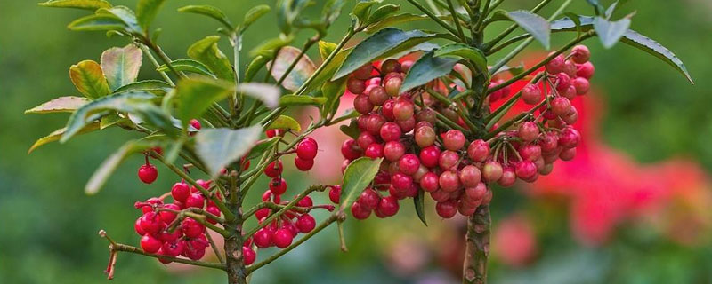 朱砂根的养殖方法和注意事项（朱砂根的养殖方法和注意事项猫屎粒粒树）