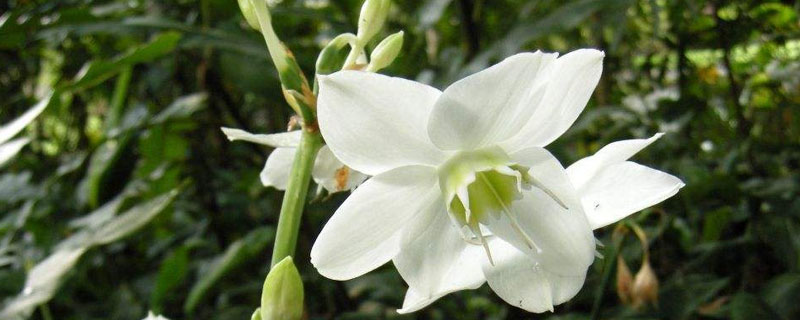 亚马逊百合养殖方法(亚马逊百合养殖方法图解)