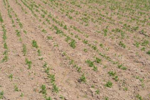 地环种植方法和时间