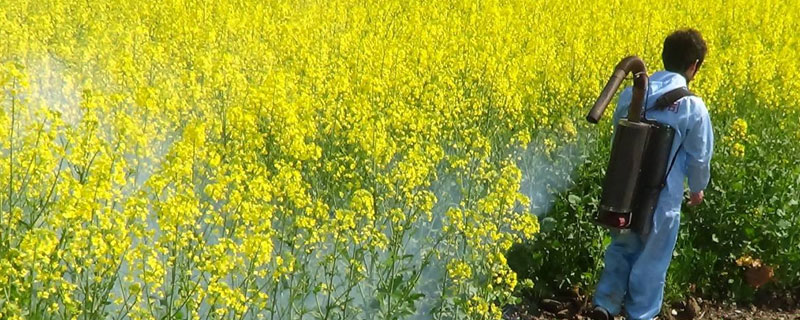 油菜菌核病防治时间 防治油菜菌核病的最佳