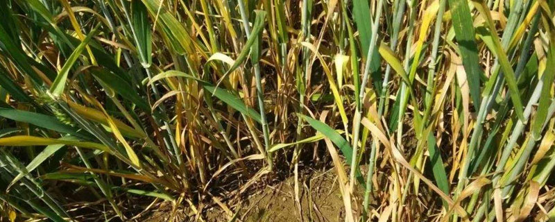 小麦叶尖发黄是什么原因 小麦叶尖发黄是什么原因造成的