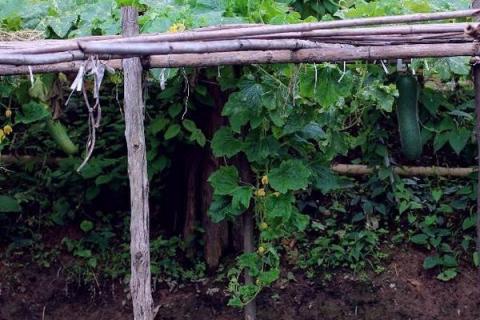 节瓜种植方法和时间