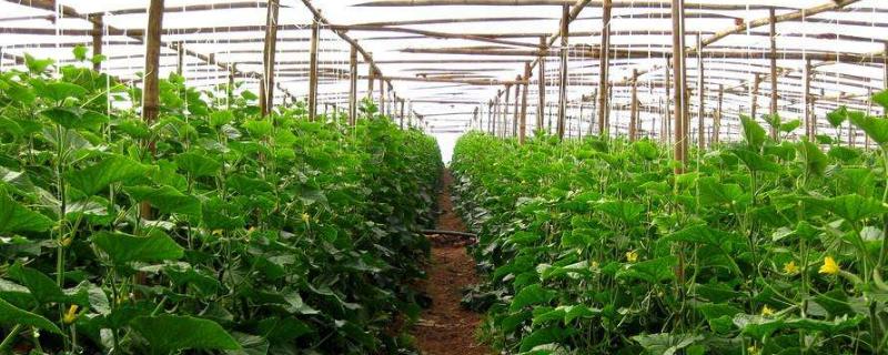 立体种植蔬菜技术（立体种植蔬菜技术视频）