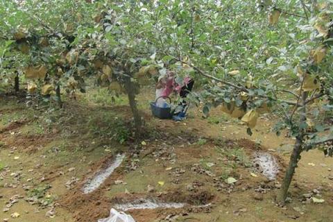 果树秋季施肥时间,有几种方法,附注意事项