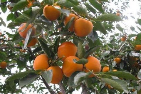 柿子树嫁接时间和方法,附常见养护技巧