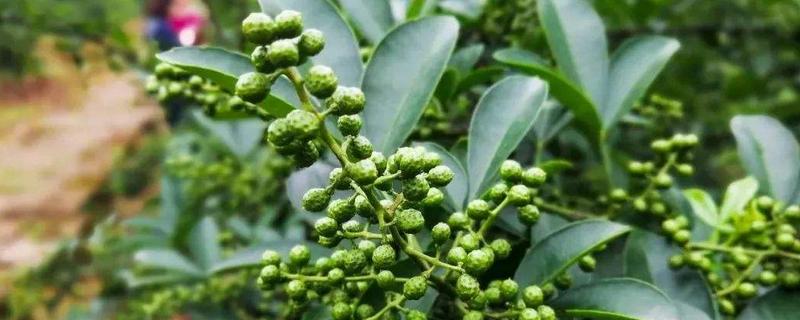 花椒树的修剪栽培技术 花椒树该修剪了,来看看老农民的修剪方法