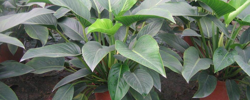 金钻的养殖方法，不知道的可以看看（金钻的养殖方法及修剪）