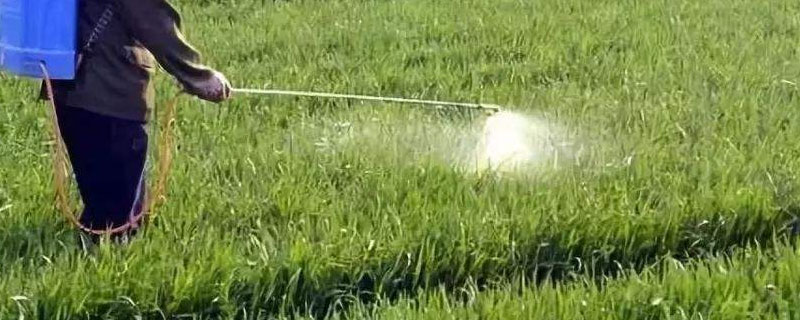 小麦什么时间追施尿素(小麦什么时间追施尿素好)