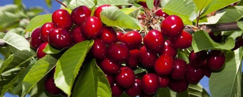 种樱桃要用什么土（盆栽樱桃树用什么土）