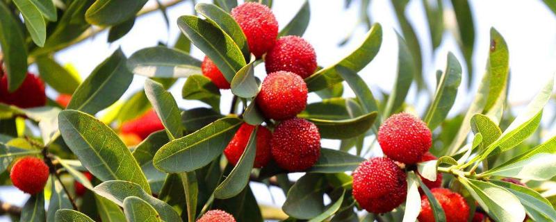 杨梅树修剪技术，修剪后要施肥吗（杨梅树修剪技术,修剪后要施肥吗）