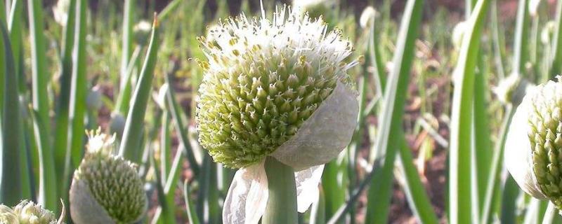 葱子怎么种植方法和时间(小葱子怎么种植方法和时间)