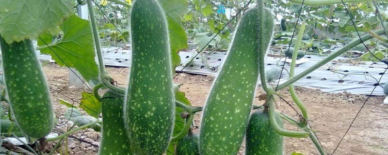 节瓜种植方法和时间 节瓜如何种植技术