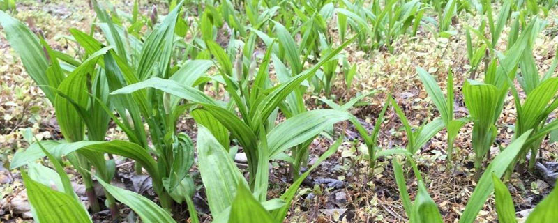 怎样种植白芨 白芨怎么种植