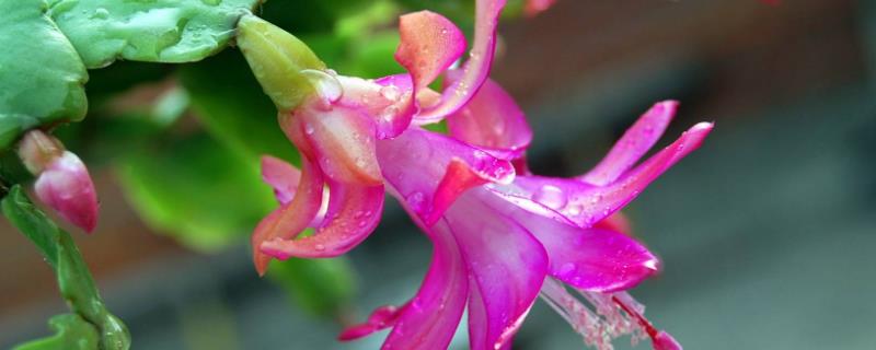 嫁接蟹爪兰的养殖方法和注意事项 嫁接蟹爪兰的最佳时间