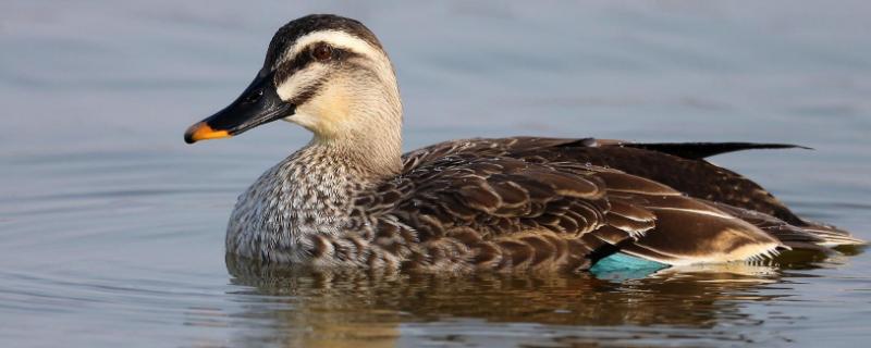 野鸭种类 野鸭种类名称图片