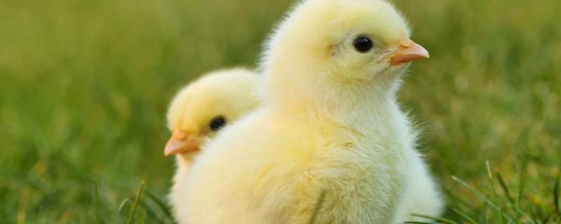 小鸡23天还没出壳是不是死了,出壳多久可以开始喂食