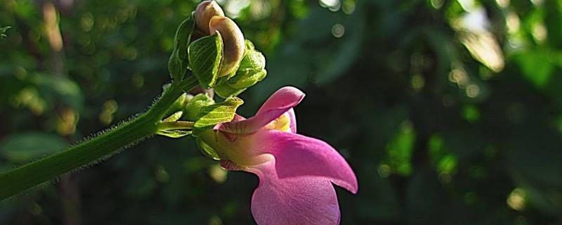 秋芸豆种植时间和方法（秋芸豆种植技术与管理）