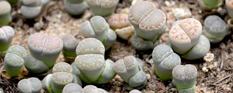 pp花养殖方法（pp花养殖方法视频）