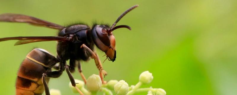 胡蜂有没有毒,胡蜂在家里筑巢怎么办