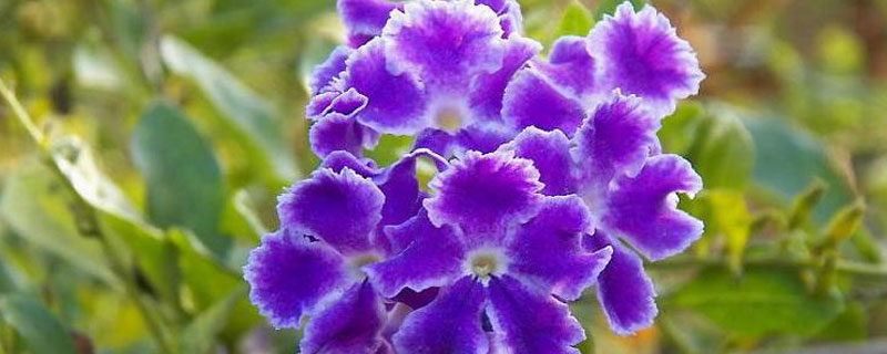 巧克力花的养殖方法 巧克力花的养殖方法和注意事项视频