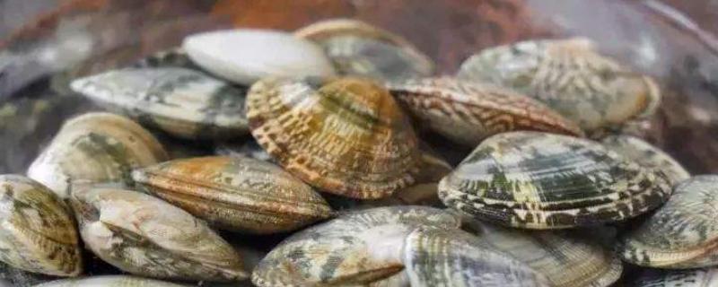 花蛤放自来水里能活12小时吗,花蛤如何清洗干净