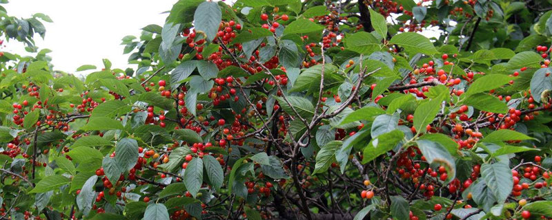 樱桃树卷叶的治疗方法 樱桃树卷叶怎么治