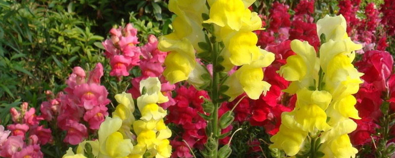 金鱼草的养殖方法 金鱼草的养殖方法和注意事项豆瓣绿