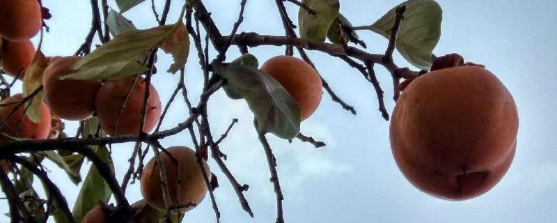 柿子树嫁接时间和方法,附常见养护技巧