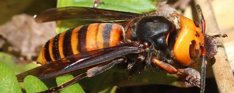 虎头蜂有多大,虎头蜂的蜂巢是什么样的