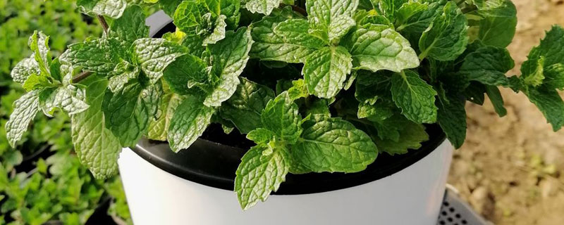 盆栽薄荷的养殖方法和注意事项(盆栽薄荷的养殖方法和注意事项 薄荷怎么养)