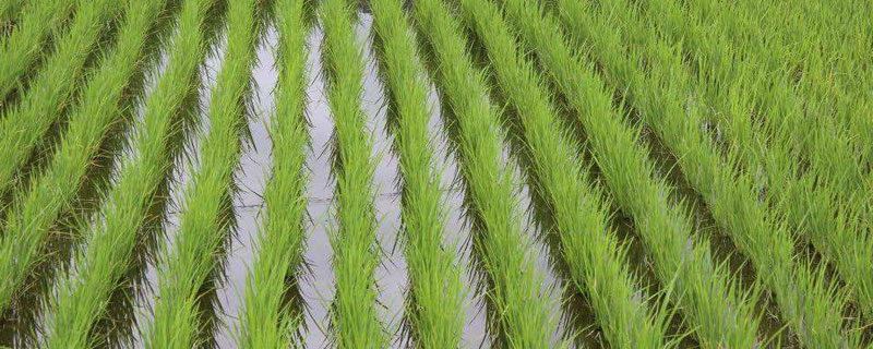 怎样育秧苗？5种育秧法介绍（秧苗怎么育苗）