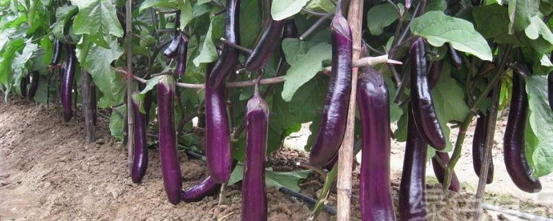 嫁接茄子技术，附操作流程 嫁接茄子种植技术