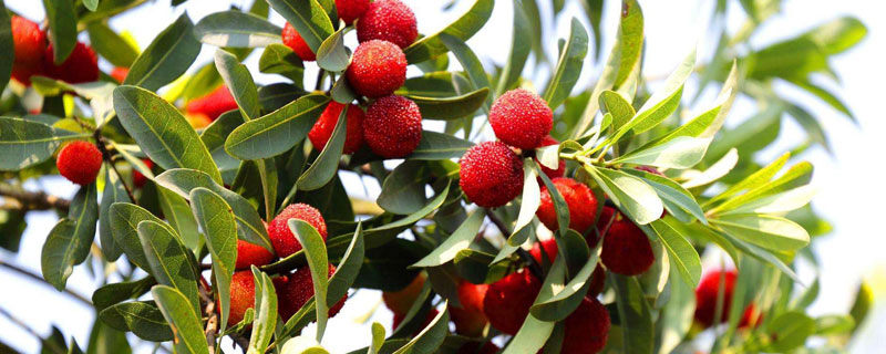 杨梅树苗怎么种植（杨梅树苗怎么种植方法）