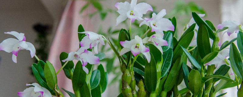 春石斛的养殖方法 春石斛如何繁殖