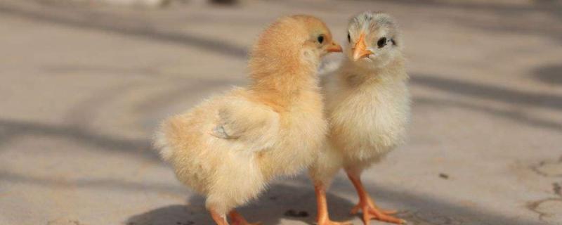 孵小鸡需要什么条件,孵小鸡需要多少天