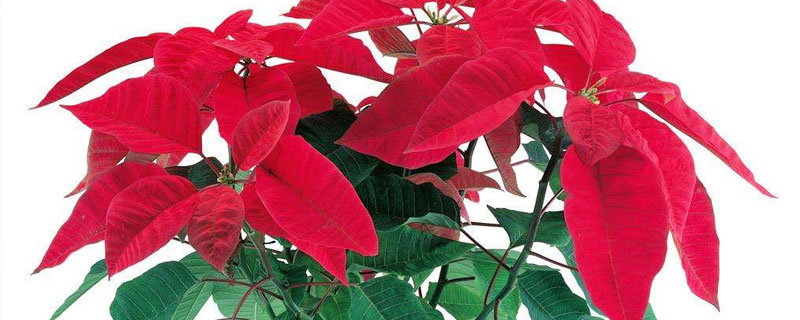 万年红图片与养殖方法 盆栽万年红的养殖方法