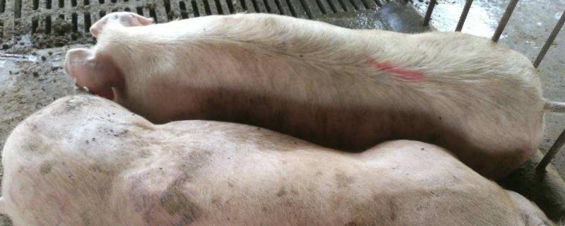 母猪在怀孕多少天使用驱虫药,母猪产仔后如何饲喂